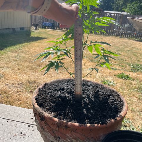 GG growlog timeline photo