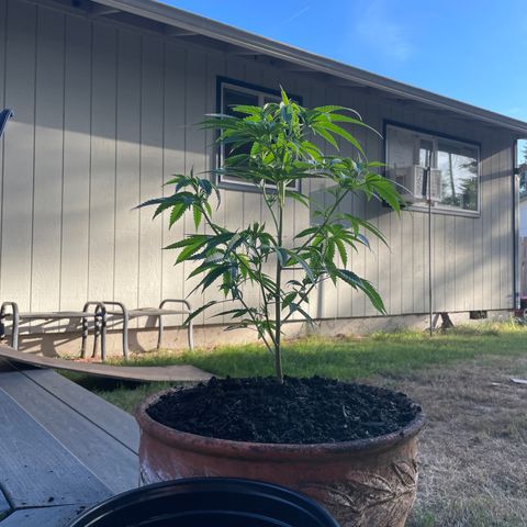 GG growlog timeline photo