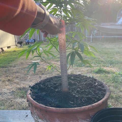 GG growlog timeline photo