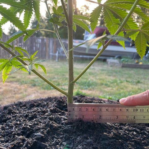 GG growlog timeline photo