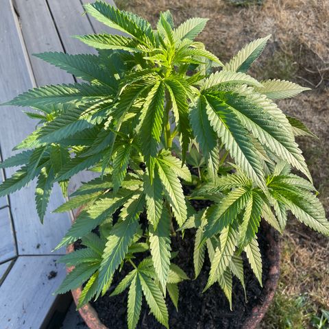 GG growlog timeline photo