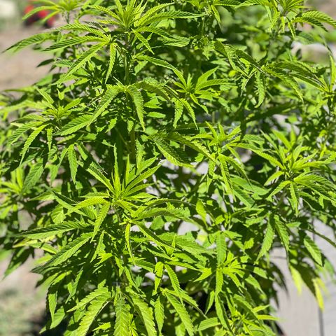 GG growlog photo: PurchSed nutrients for the yellowing leaves arriving 7/16/23 
