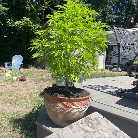 GG growlog photo: PurchSed nutrients for the yellowing leaves arriving 7/16/23 