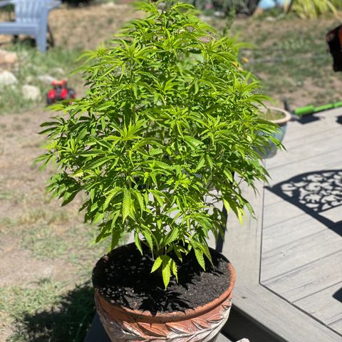 GG growlog photo: PurchSed nutrients for the yellowing leaves arriving 7/16/23 