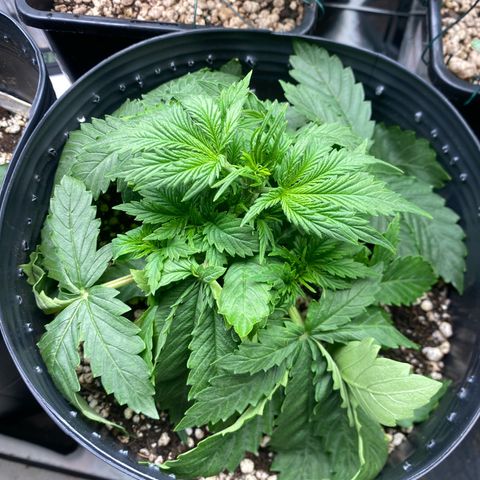 WATERMELON 2 growlog timeline photo