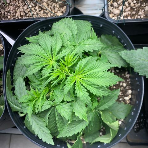 WATERMELON 2 growlog photo: ANTES de tirar as 2 folhas de cima