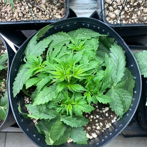 WATERMELON 2 growlog photo: Depois de tirar as 2 folhas de cima