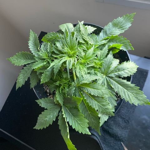 WATERMELON 2 growlog timeline photo