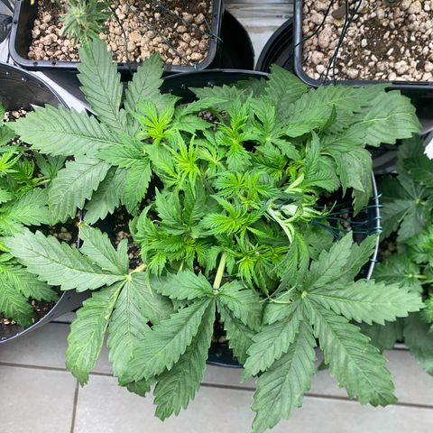 WATERMELON 2 growlog photo: Amarras feitas