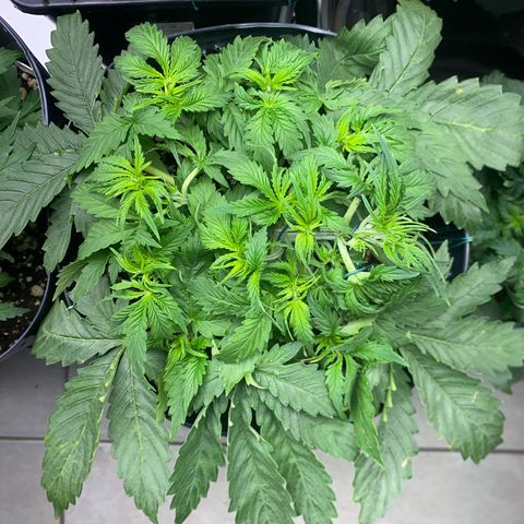 WATERMELON 2 growlog timeline photo