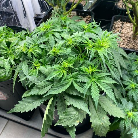 WATERMELON 2 growlog timeline photo