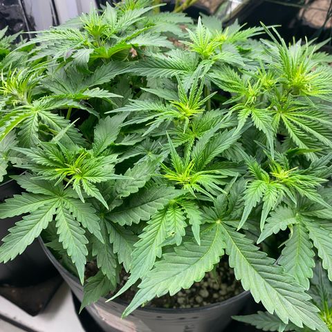 WATERMELON 2 growlog timeline photo