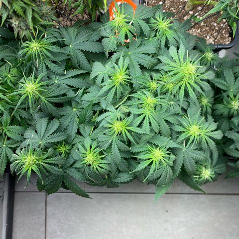 WATERMELON 2 growlog timeline photo