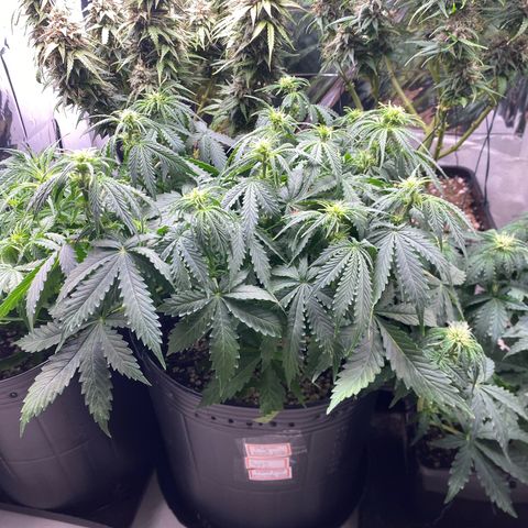 WATERMELON 2 growlog timeline photo