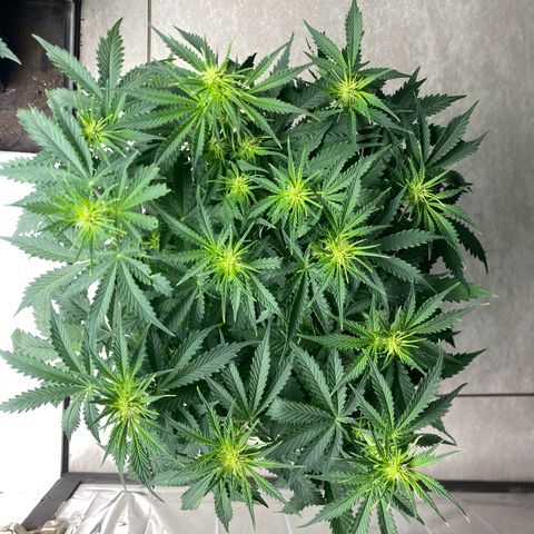 WATERMELON 2 growlog timeline photo