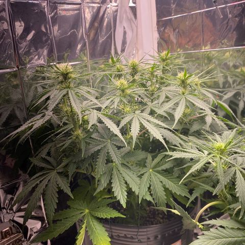 WATERMELON 2 growlog timeline photo