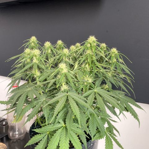 WATERMELON 2 growlog timeline photo