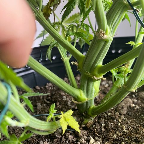 WATERMELON 2 growlog timeline photo