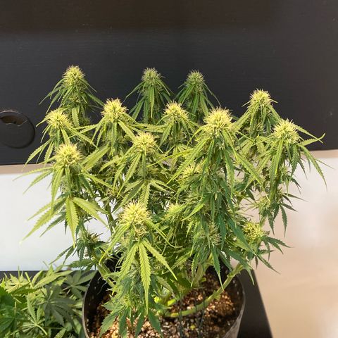 WATERMELON 2 growlog photo: DESFOLHAÇÃO FLORA 21 dias