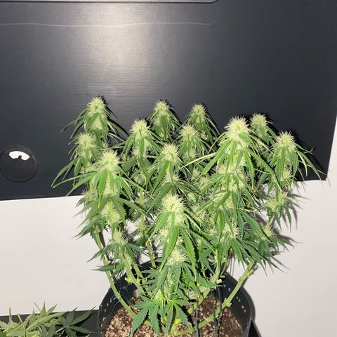 WATERMELON 2 growlog photo: DESFOLHAÇÃO FLORA 21 dias