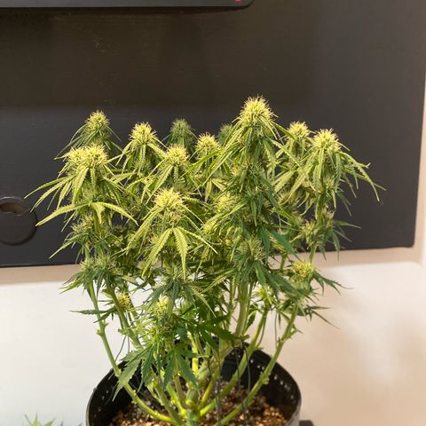 WATERMELON 2 growlog photo: DESFOLHAÇÃO FLORA 21 dias