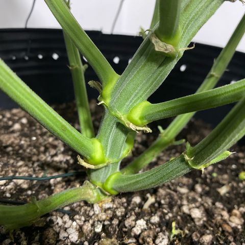 WATERMELON 2 growlog timeline photo
