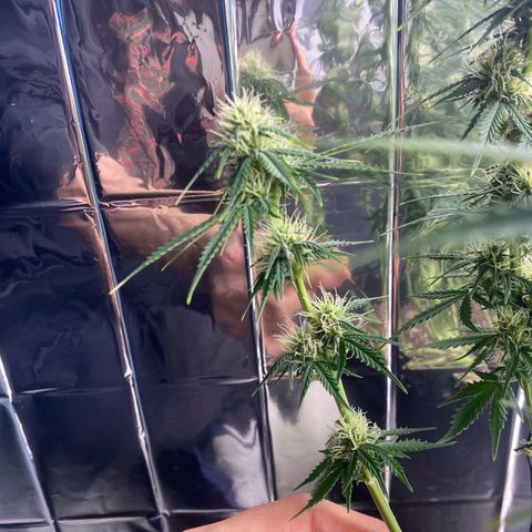 WATERMELON 2 growlog timeline photo