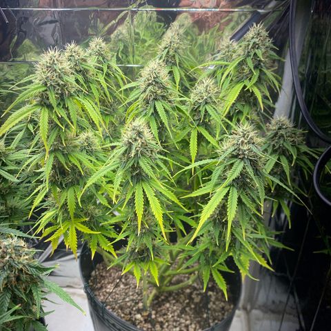 WATERMELON 2 growlog timeline photo