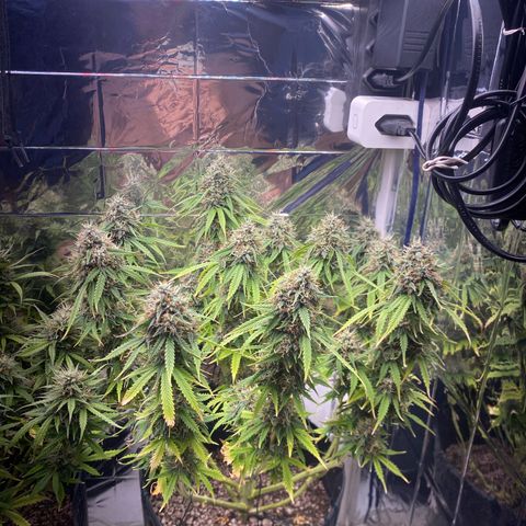 WATERMELON 2 growlog timeline photo