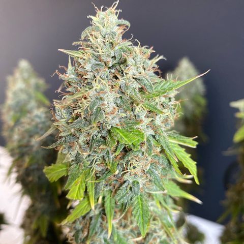 WATERMELON 2 growlog timeline photo