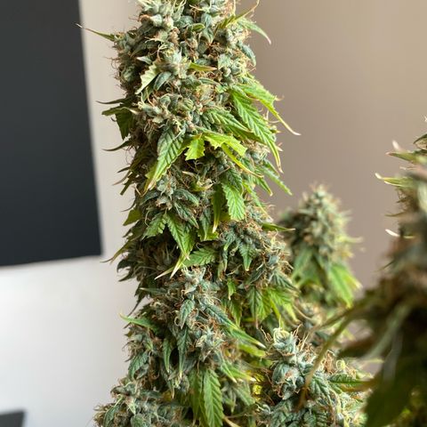 WATERMELON 2 growlog timeline photo