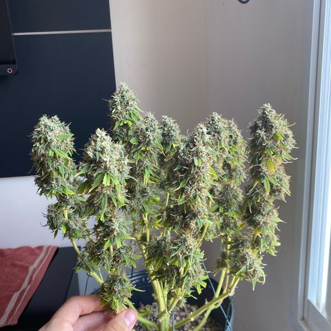 WATERMELON 2 growlog timeline photo