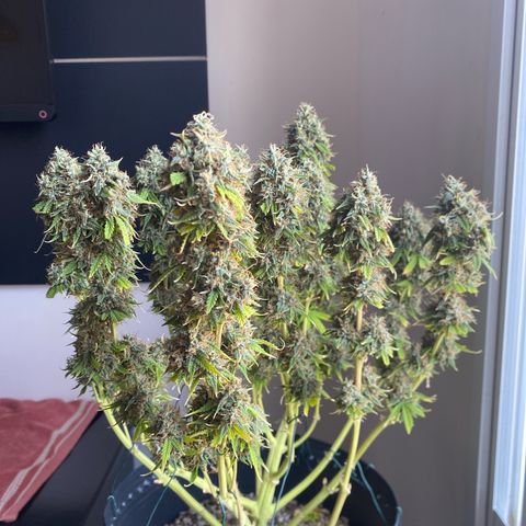 WATERMELON 2 growlog timeline photo