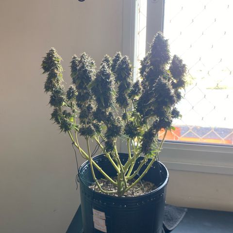 WATERMELON 2 growlog timeline photo
