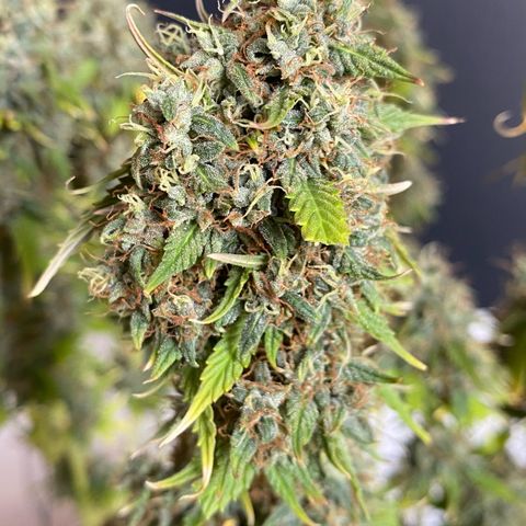 WATERMELON 2 growlog timeline photo