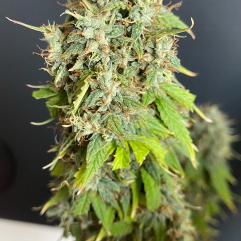 WATERMELON 2 growlog timeline photo