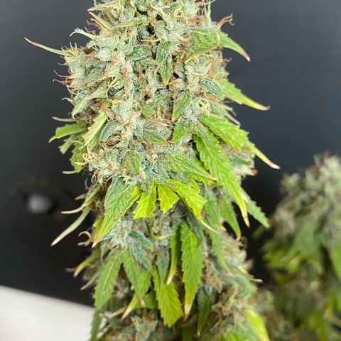 WATERMELON 2 growlog timeline photo