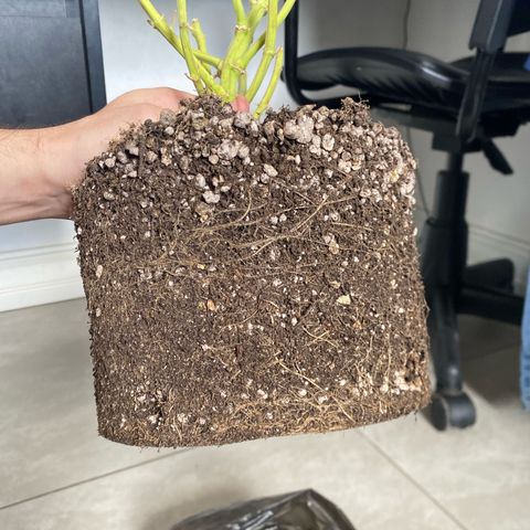 WATERMELON 2 growlog timeline photo