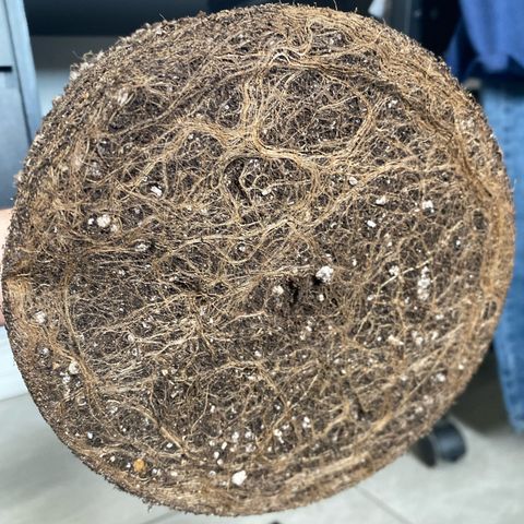 WATERMELON 2 growlog timeline photo