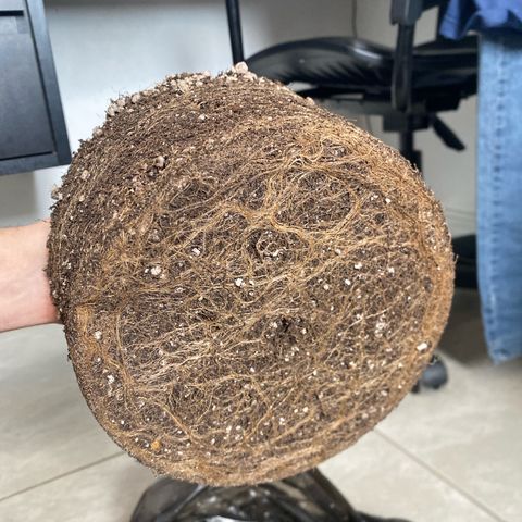 WATERMELON 2 growlog timeline photo