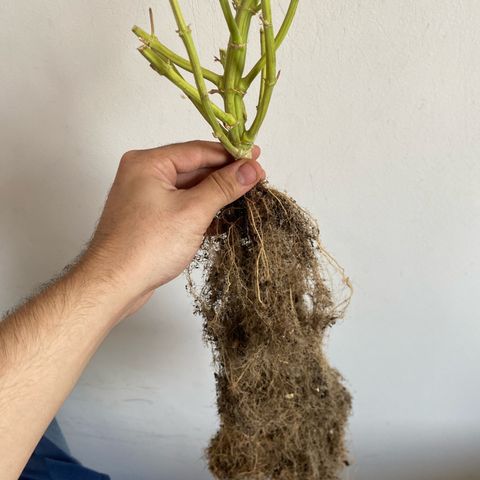 WATERMELON 2 growlog timeline photo