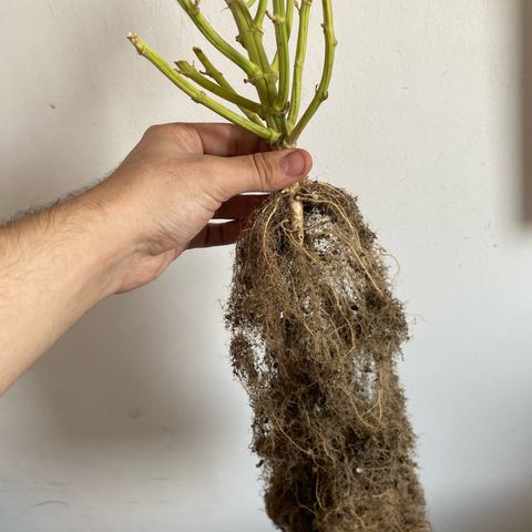 WATERMELON 2 growlog timeline photo