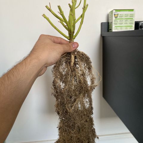 WATERMELON 2 growlog timeline photo