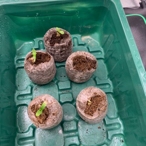 Fruit Punch growlog timeline photo