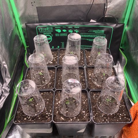Fruit Punch growlog timeline photo