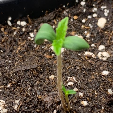 Fruit Punch growlog timeline photo