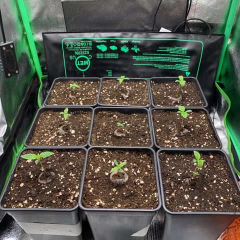 Fruit Punch growlog timeline photo