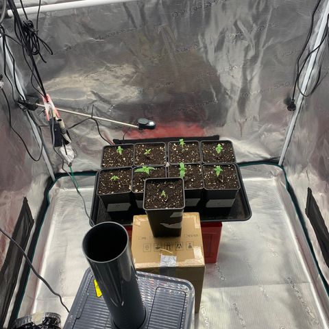 Fruit Punch growlog timeline photo