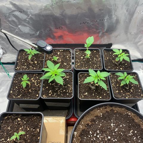 Fruit Punch growlog timeline photo