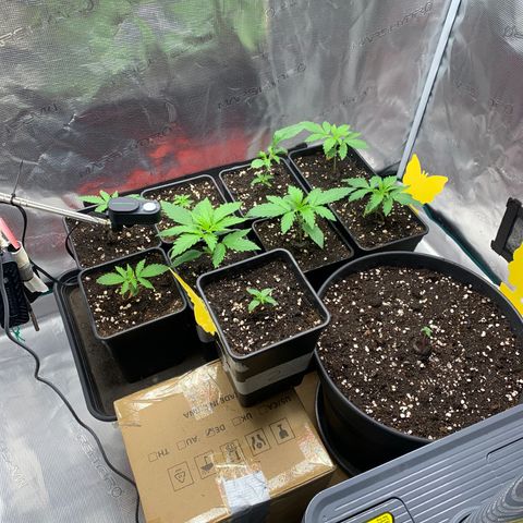 Fruit Punch growlog timeline photo